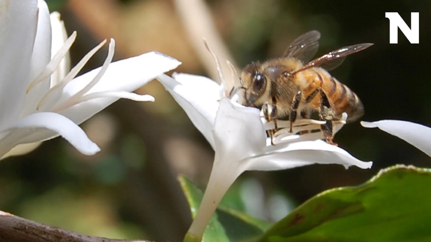 เผยผลงานวิจัย ถ้าแมลงผสมเกสรหายไป กาแฟและโกโก้จะกลายเป็นของหายากบนโลก 
