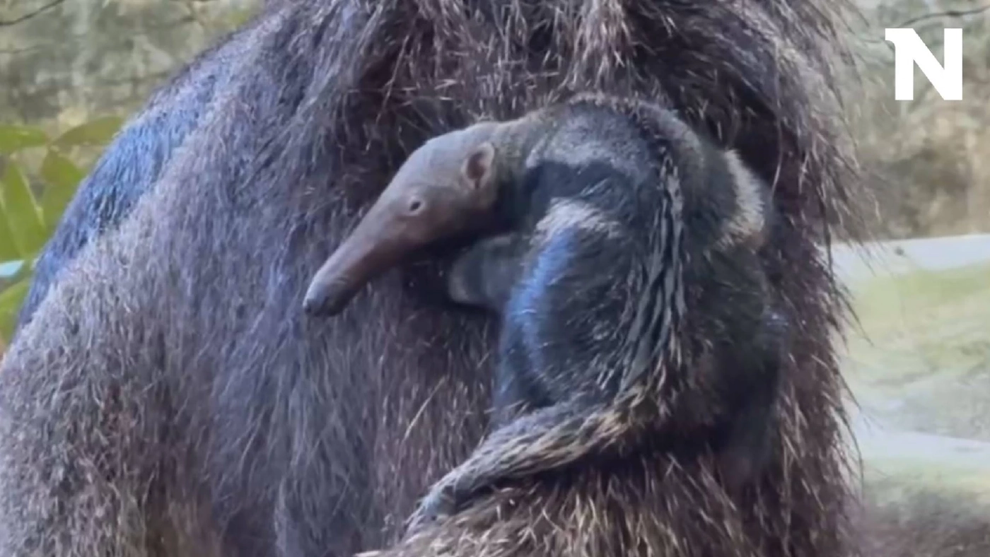 สวนสัตว์เปิดเขาเขียว อวดโฉมสมาชิกใหม่ "ลูกตัวกินมดยักษ์" ต้อนรับวันหยุดยาว
