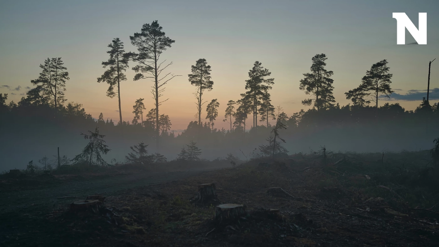 สุดเศร้า !! โลกล้มเหลวในการหยุดตัดไม้ทำลายป่า ตัวเลขยังเพิ่มขึ้นเรื่อย ๆ  