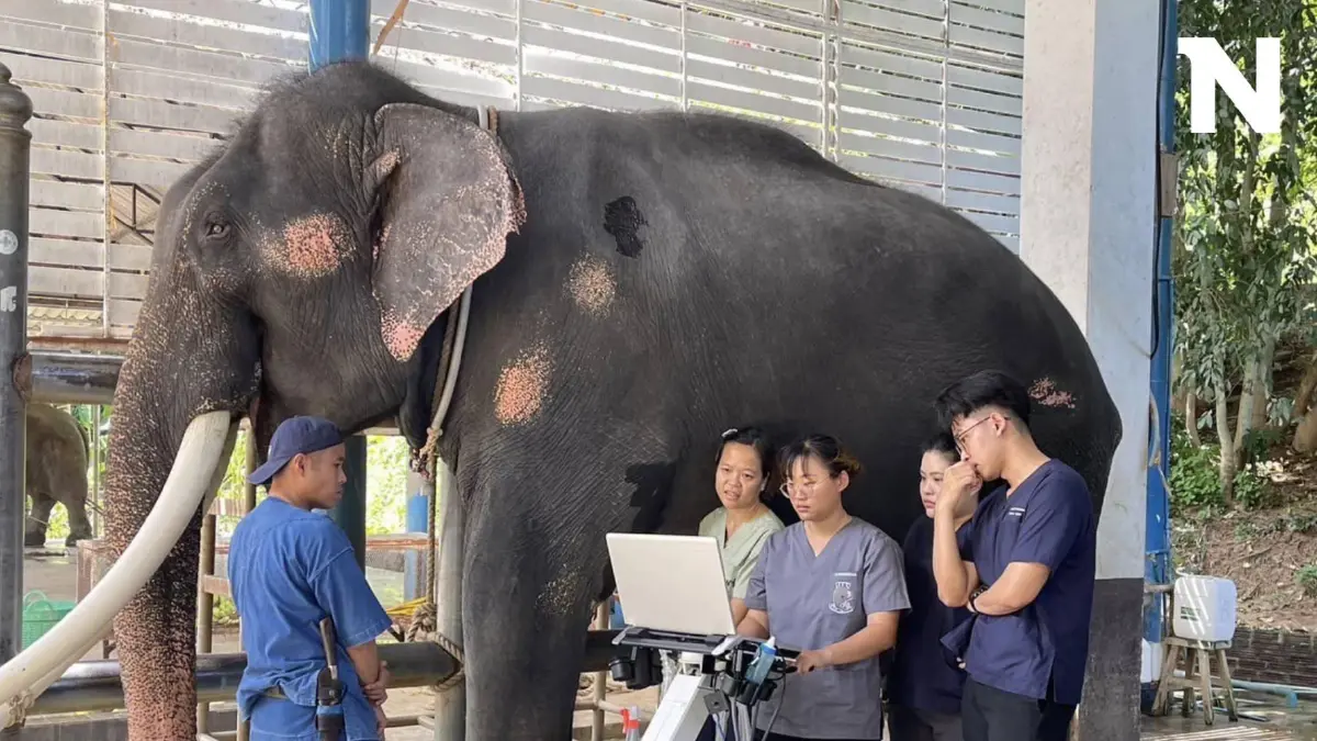 "พลายศักดิ์สุรินทร์" ทำกายภาพบำบัดครบ 1 เดือน ผลการรักษา มีแนวโน้มดีขึ้น