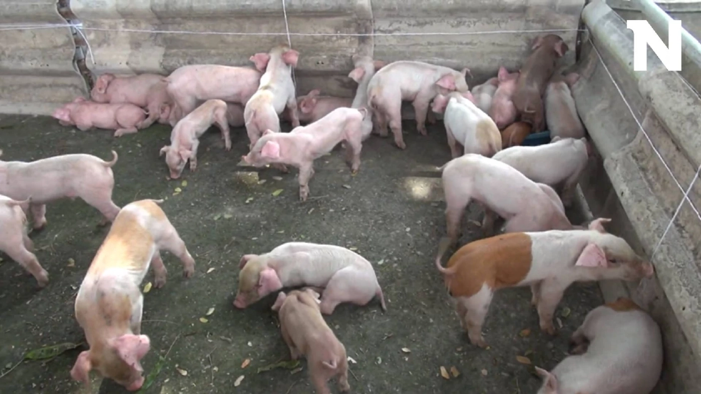 อึ้ง! ลูกหมูเกือบร้อยตัว ถูกทิ้งริมทาง เณรไปบิณฑบาตเจอ เอากลับมาดูแลที่วัด อึ้ง! ลูกหมูเกือบร้อยตัว ถูกทิ้งริมทาง เณรไปบิณฑบาตเจอ เอากลับมาดูแลที่วัด