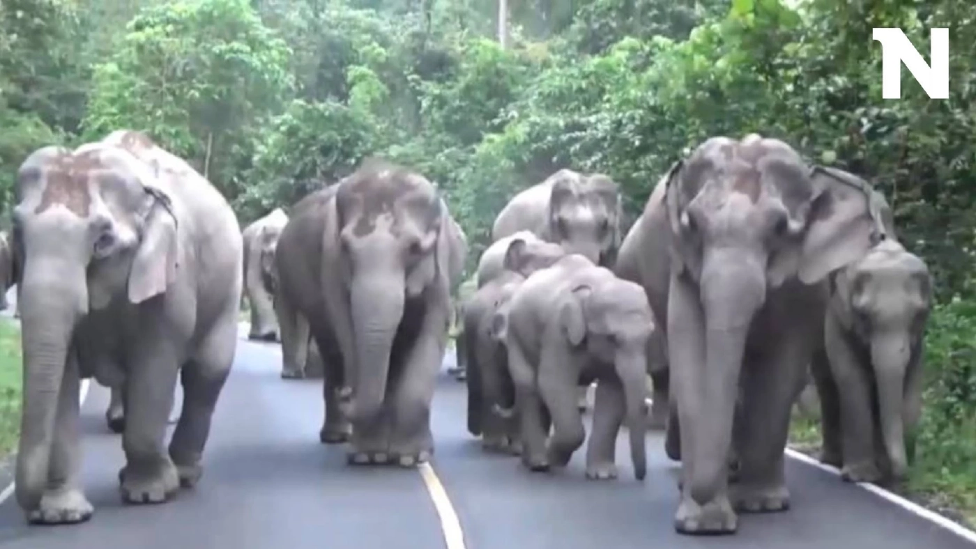 เปิด 10 ข้อควรปฏิบัติ เมื่อพบช้างป่า ห่างหน่อย ถอยนิด เพื่อความปลอดภัย