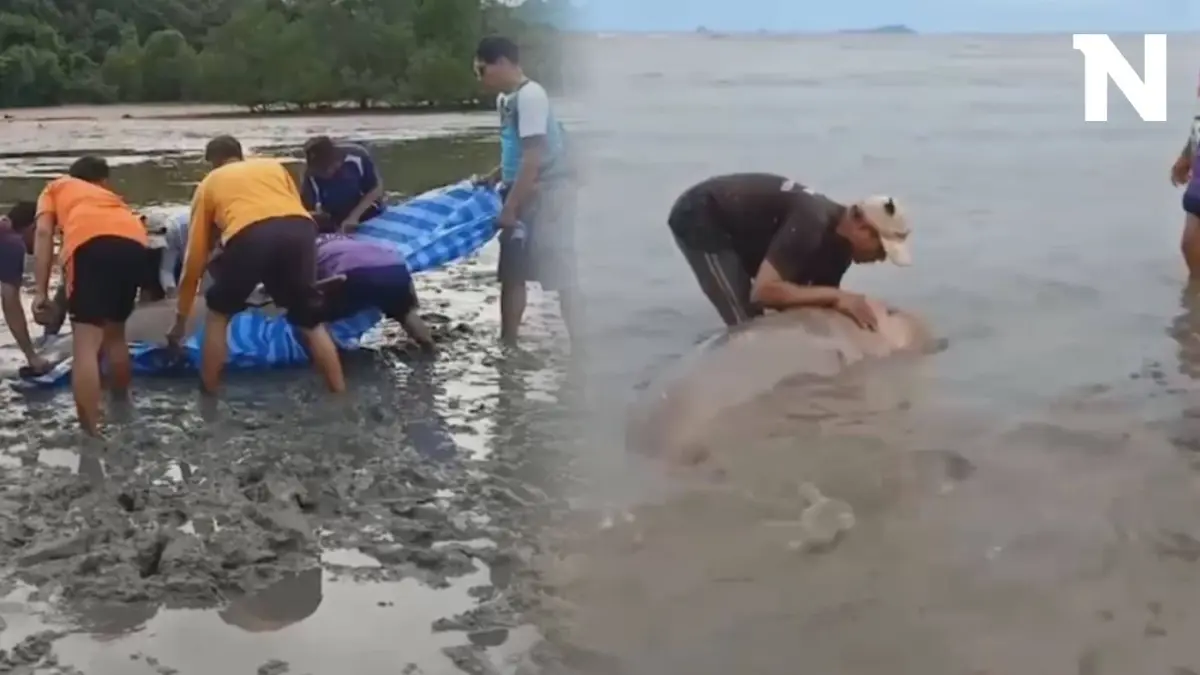 เปิดนาทีชีวิต ชาวบ้านช่วย "พะยูน" เกยตื้นริมหาด พากลับสู่ทะเลปลอดภัย (คลิป)
