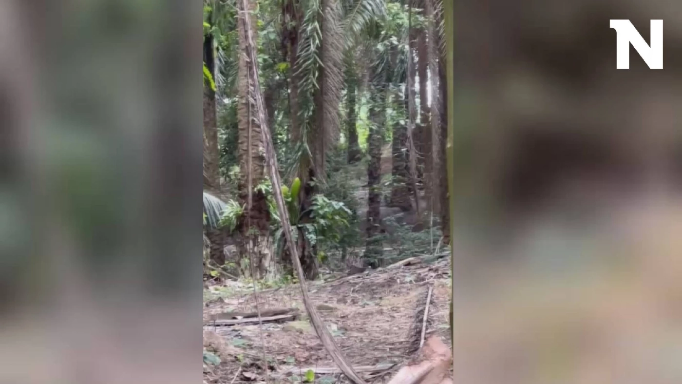 สลด! ผญบ.ถูกช้างป่าทำร้ายดับ ขณะช่วยชาวบ้านไล่ต้อนกลับเข้าป่า สลด! ผญบ.ถูกช้างป่าทำร้ายดับ ขณะช่วยชาวบ้านไล่ต้อนกลับเข้าป่า