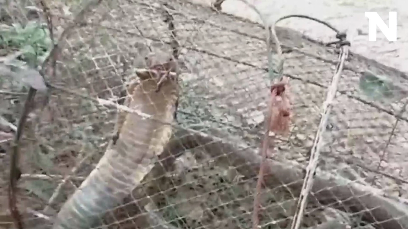 ชาวบ้านนำไซดักปลา แต่กลับได้ "งูจงอาง" ตัวใหญ่แทน แจ้งกู้ชีพช่วยจับ