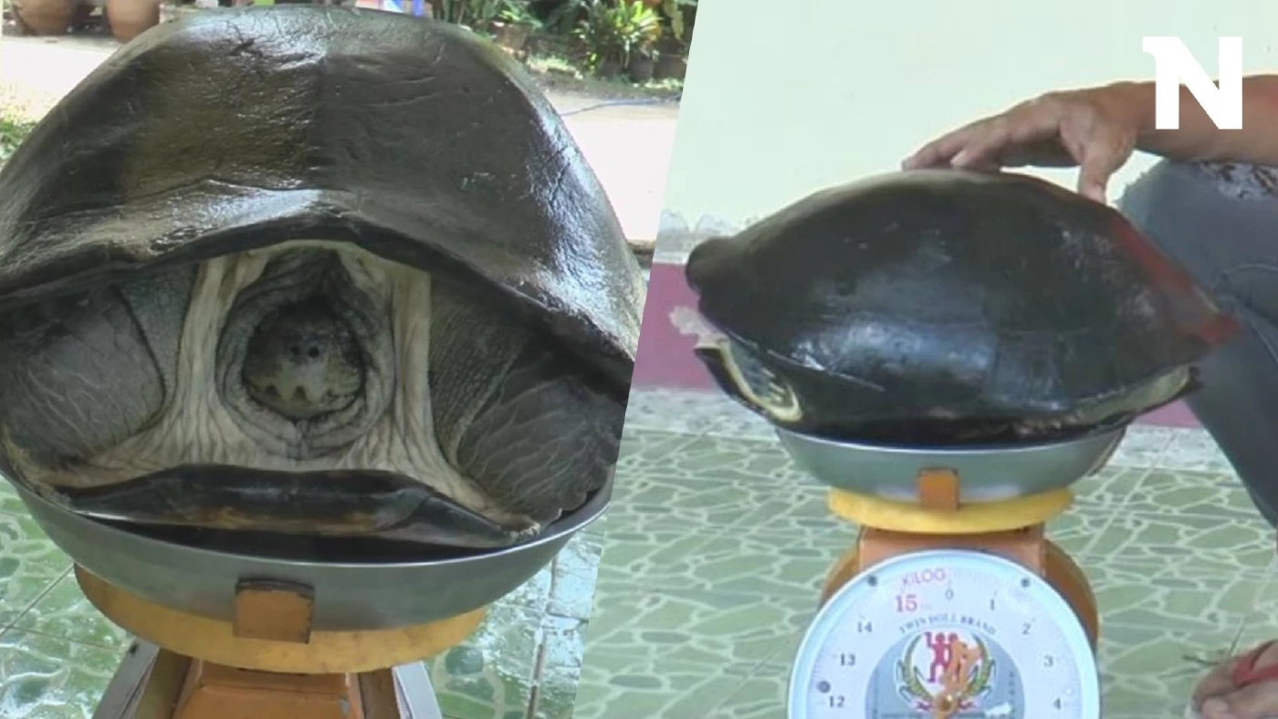 พบเต่าตัวใหญ่ เดินเข้าบ้าน เชื่อมาให้โชค คอหวยไม่พลาด ส่องเลขลุ้นรวย