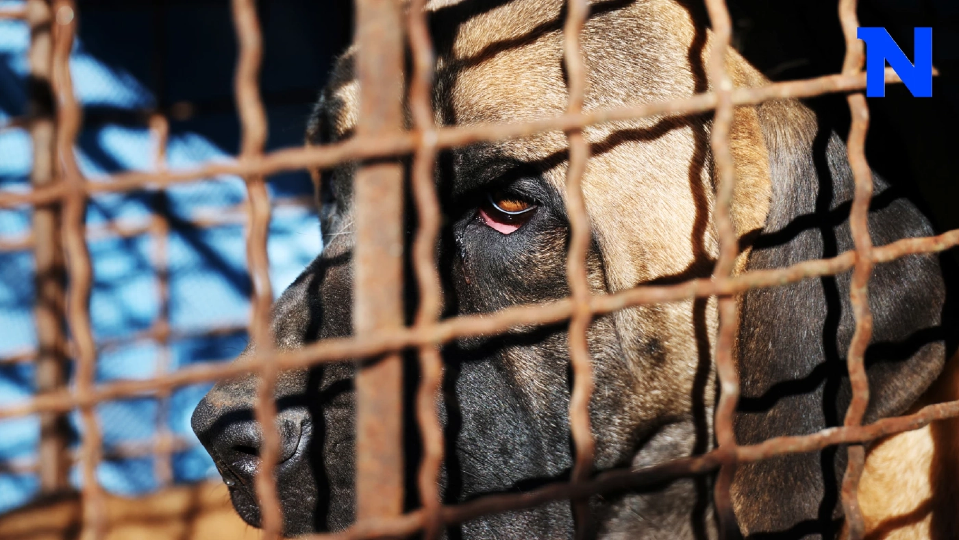 เจ้าของฟาร์มสุนัขเกาหลีประท้วงต้านกฎหมาย