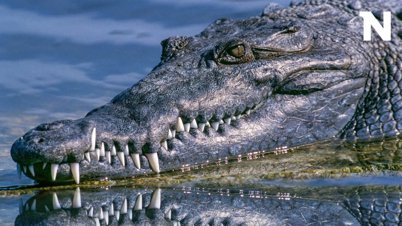 ชายออสเตรเลียรอดชีวิตจากการถูกจระเข้กิน ด้วยการกัดสู้กับจระเข้