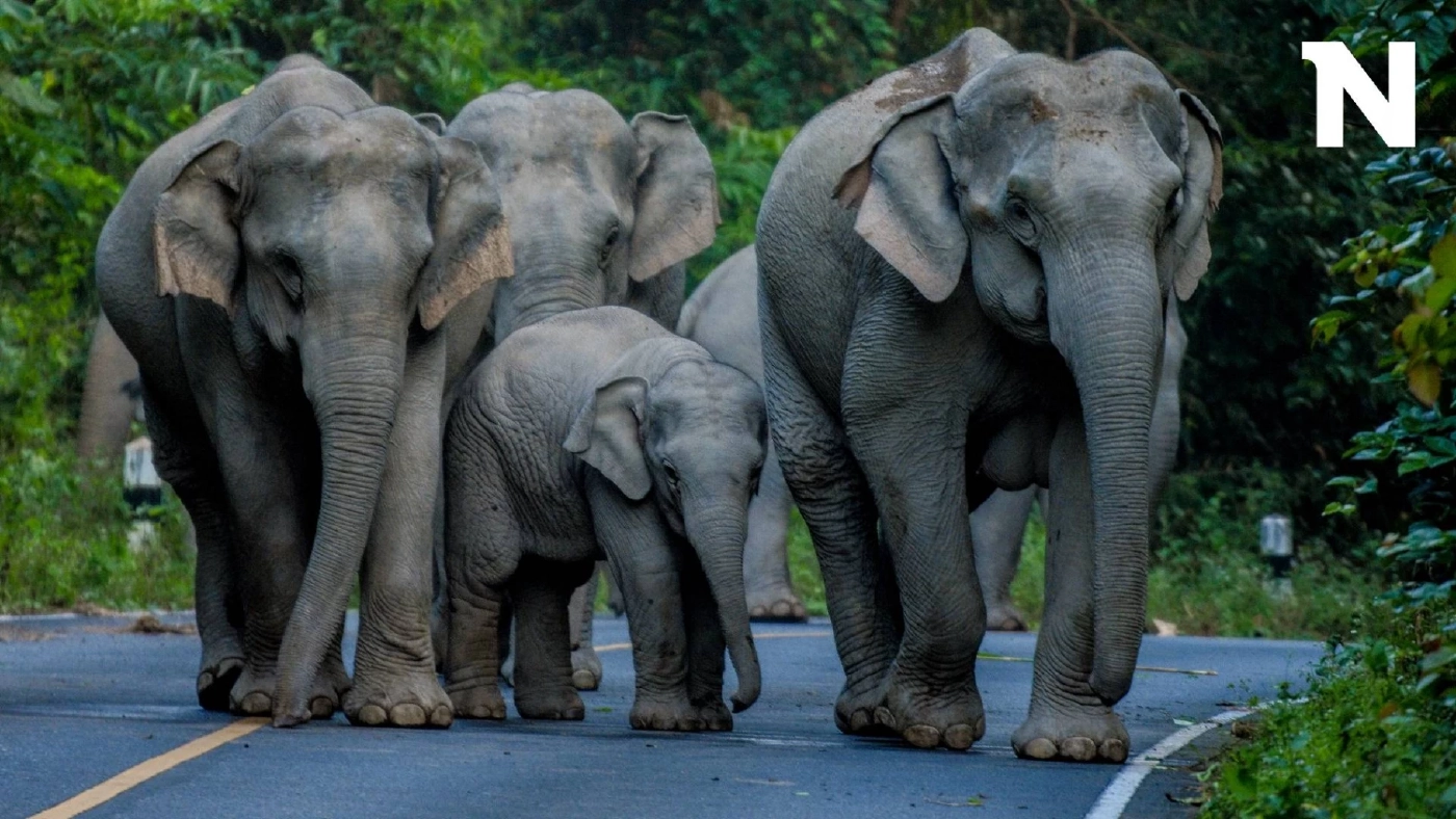 เปิดสาเหตุหลัก 2 ประการ ทำไมแม่ช้างป่าทิ้งลูก?