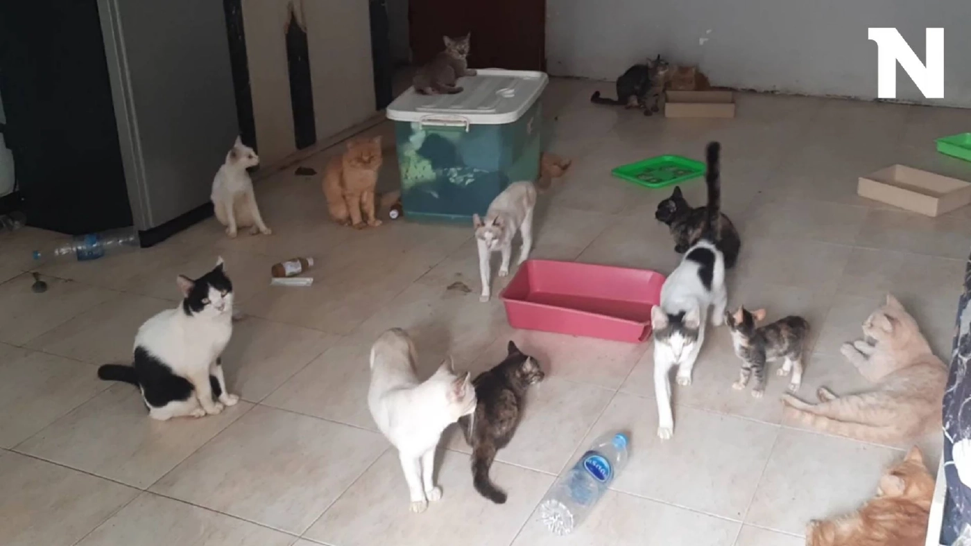 ผงะ! เจอแมว 30 ตัว สภาพหิวโซ ถูกทิ้งในห้องพักคอนโด ติดต่อเจ้าของไม่ได้