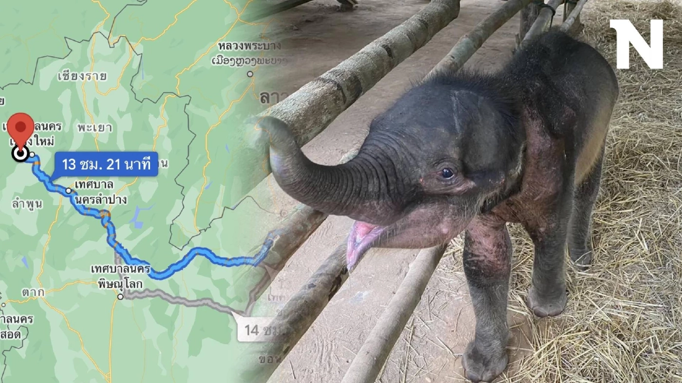 "น้องกันยา" เตรียมเดินทางไกล 800 กิโลเมตร ไปหาครอบครัวใหม่ 9 พ.ย. นี้