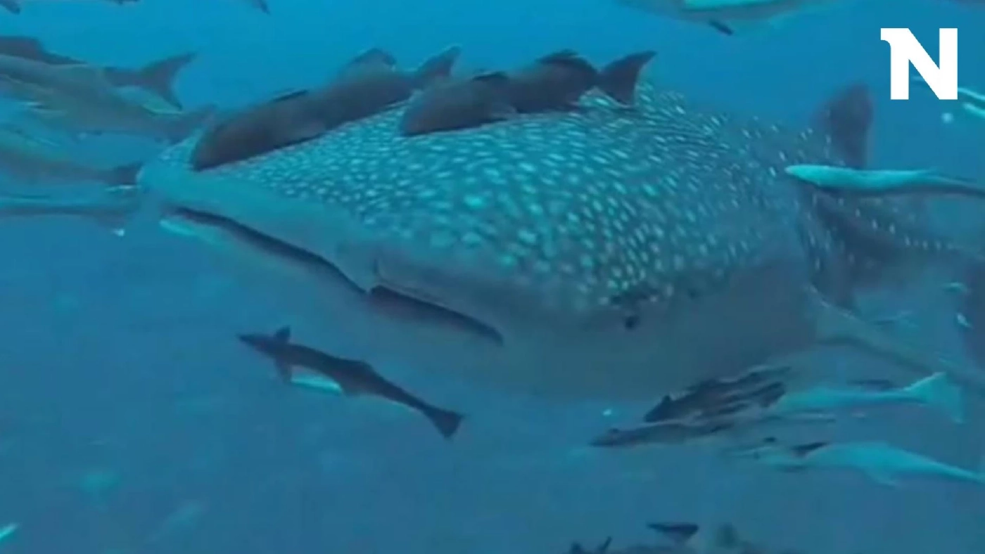 ตื่นตา "ฉลามวาฬ" ว่ายน้ำอวดโฉม ใกล้จุดดำน้ำเรือหลวงช้าง จ.ตราด ตื่นตา "ฉลามวาฬ" ว่ายน้ำอวดโฉม ใกล้จุดดำน้ำเรือหลวงช้าง จ.ตราด