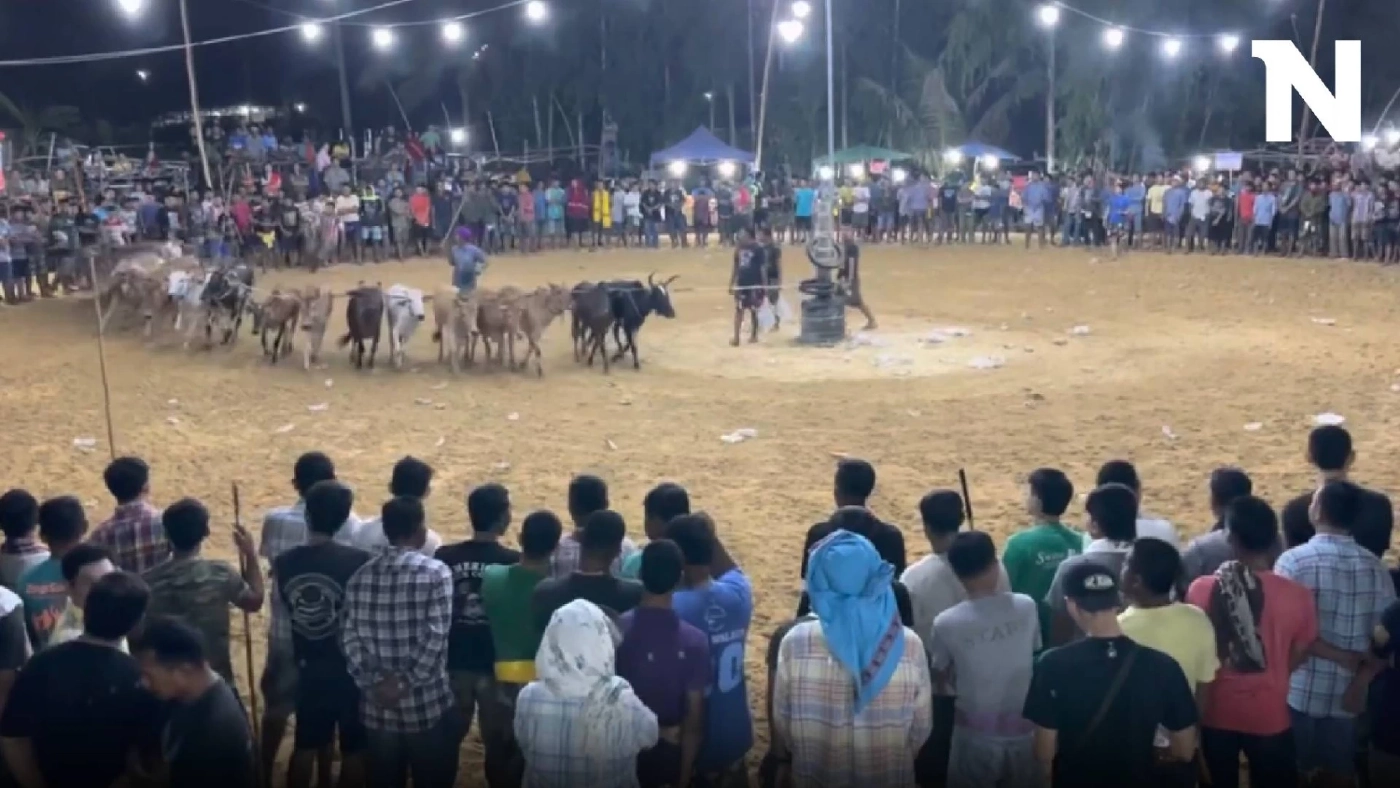 'วัวลาน' กีฬาลูกผู้ชาย สู่การพนัน แหล่งผลประโยชน์ ผู้มีอิทธิพลหนุนหลัง