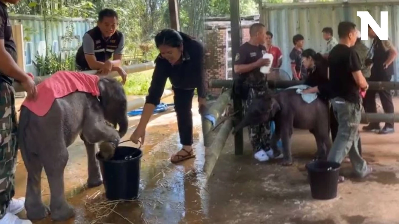 "น้องกันยา" ลูกช้างป่าพลัดหลง ถึงฟาร์มช้างเชียงใหม่ โดยสวัสดิภาพ