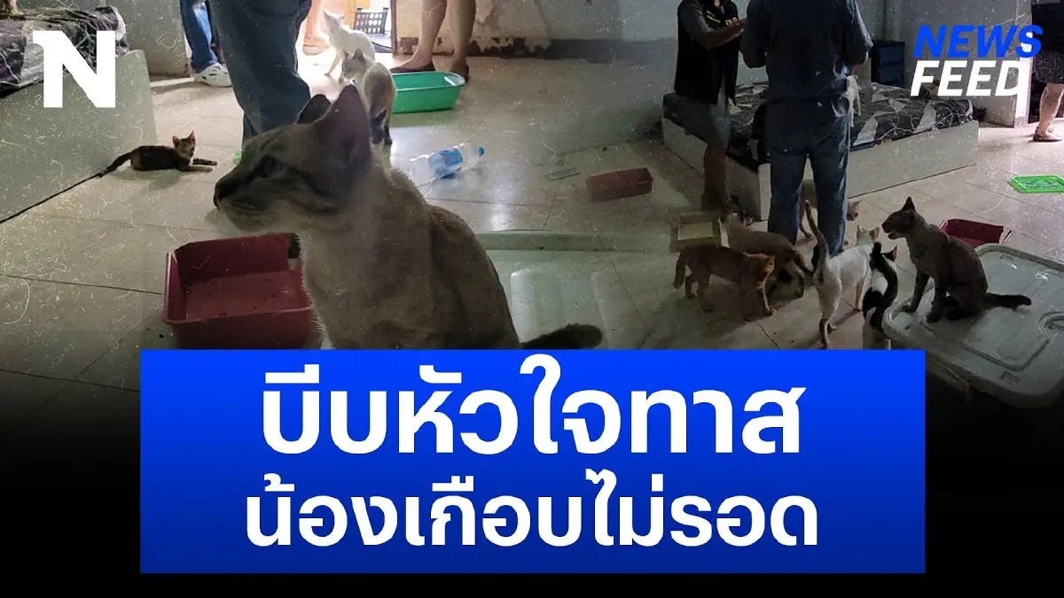 เจ้าเหมียว 36 ชีวิตเตรียมไปอยู่วัด หลังถูกทิ้งไว้ในห้องพักคอนโด เจ้าเหมียว 36 ชีวิตเตรียมไปอยู่วัด หลังถูกทิ้งไว้ในห้องพักคอนโด