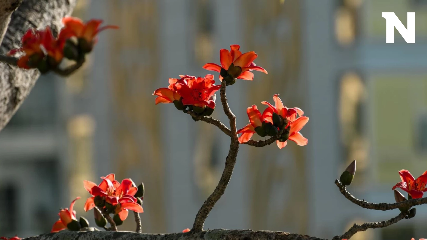 เขตเศรษฐกิจพิเศษสามเหลี่ยมคำจัด“เทศกาลดอกงิ้วบาน” เชื่อมท่องเที่ยว4ชาติ