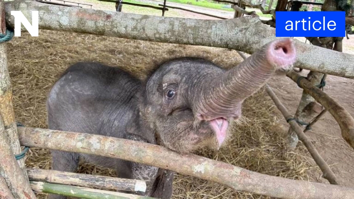สรุปเส้นทาง "น้องกันยา" ลูกช้างหลงโขลง สู่ครอบครัวใหม่ กับสถานการณ์ช้างป่าในไทย