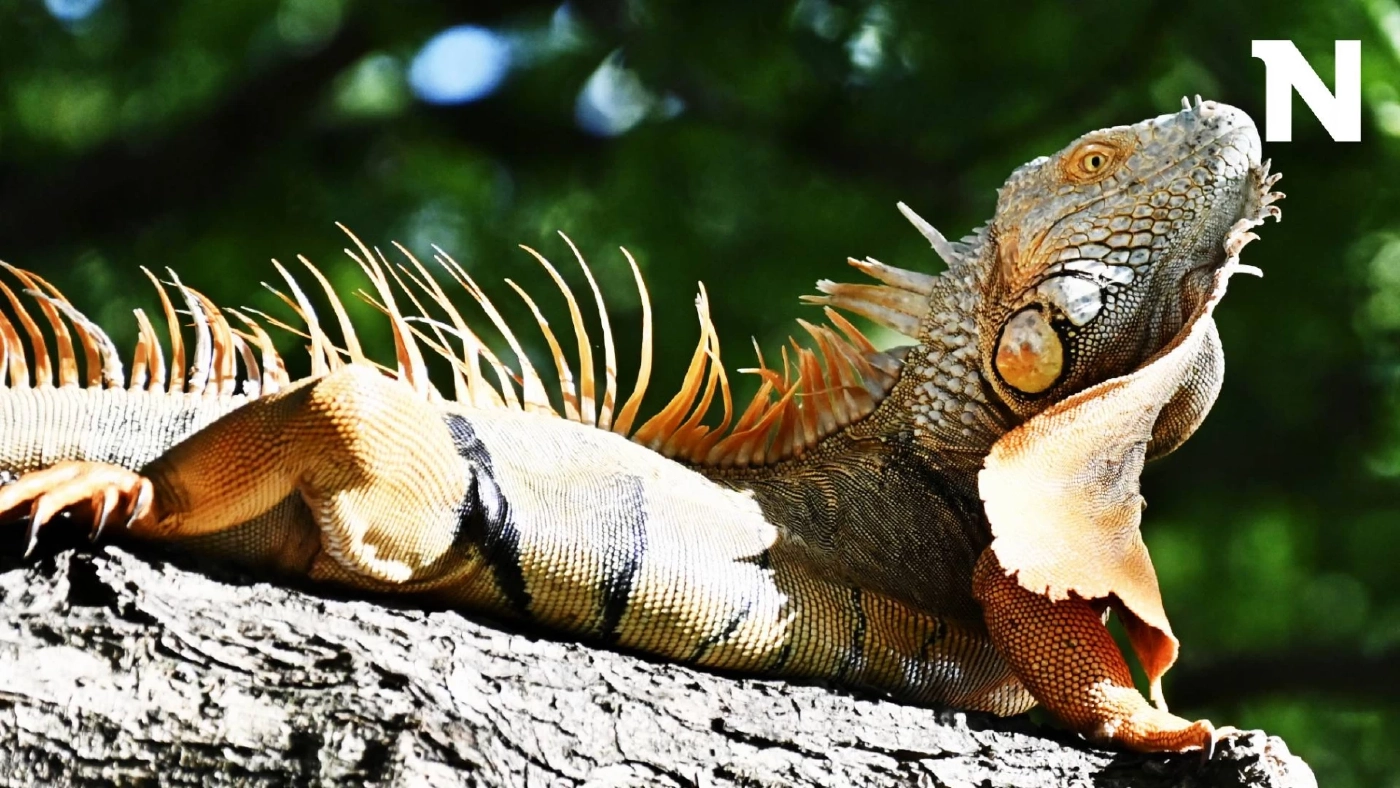 เอาจริง! ประกาศห้ามนำเข้า "อีกัวน่า" ทุกชนิด หลังพบแพร่พันธุ์หนัก