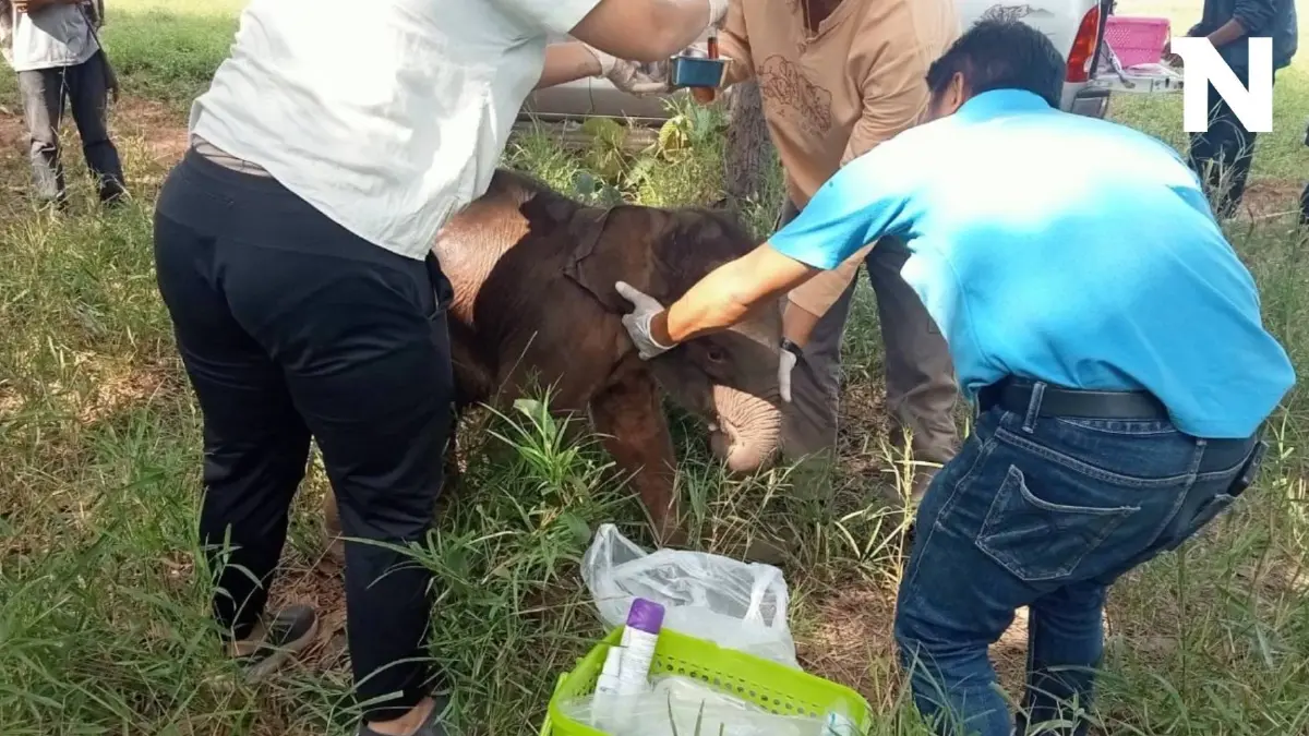 พบลูกช้างพลัดหลง สภาพอิดโรย ใกล้อุทยานฯ ทับลาน สัตวแพทย์เข้าดูแลใกล้ชิด