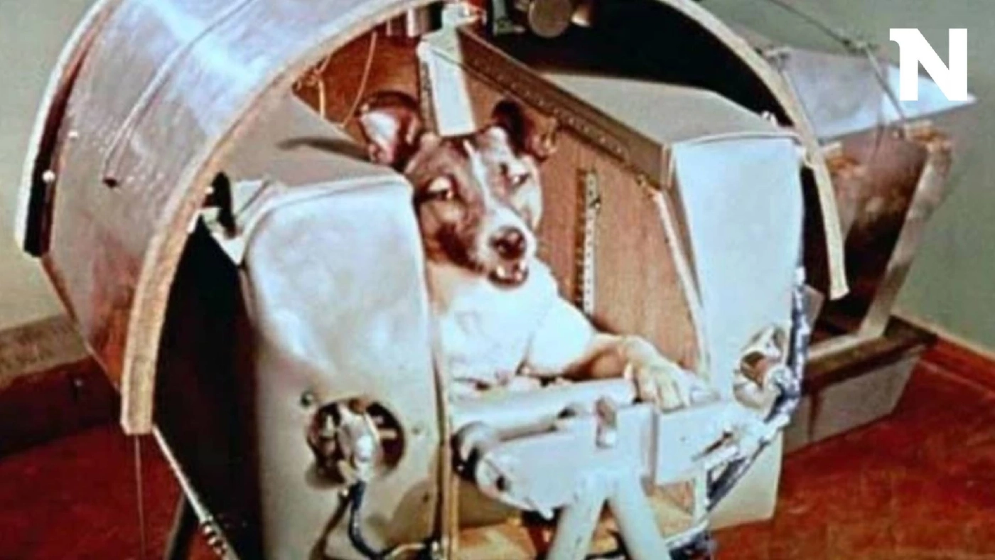 3 พ.ย. รำลึก "ไลก้า" สุนัขตัวแรกถูกส่งขึ้นสู่อวกาศ กับภารกิจโคจรรอบโลก