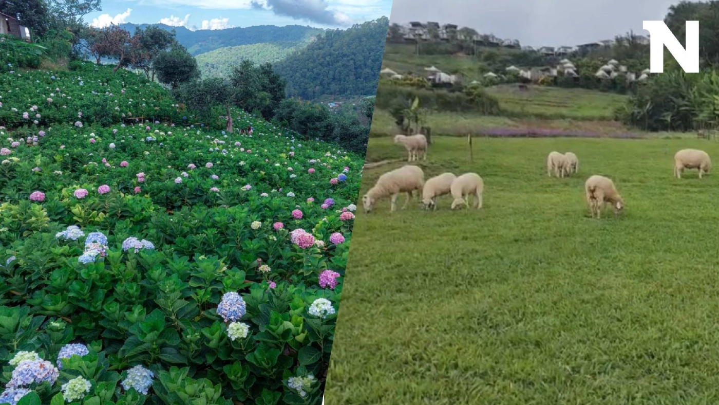 นทท.แห่สัมผัสอากาศหนาวเย็น ชมทุ่งดอกไม้เมืองหนาว ฟาร์มแกะ บนดอยม่อนแจ่ม