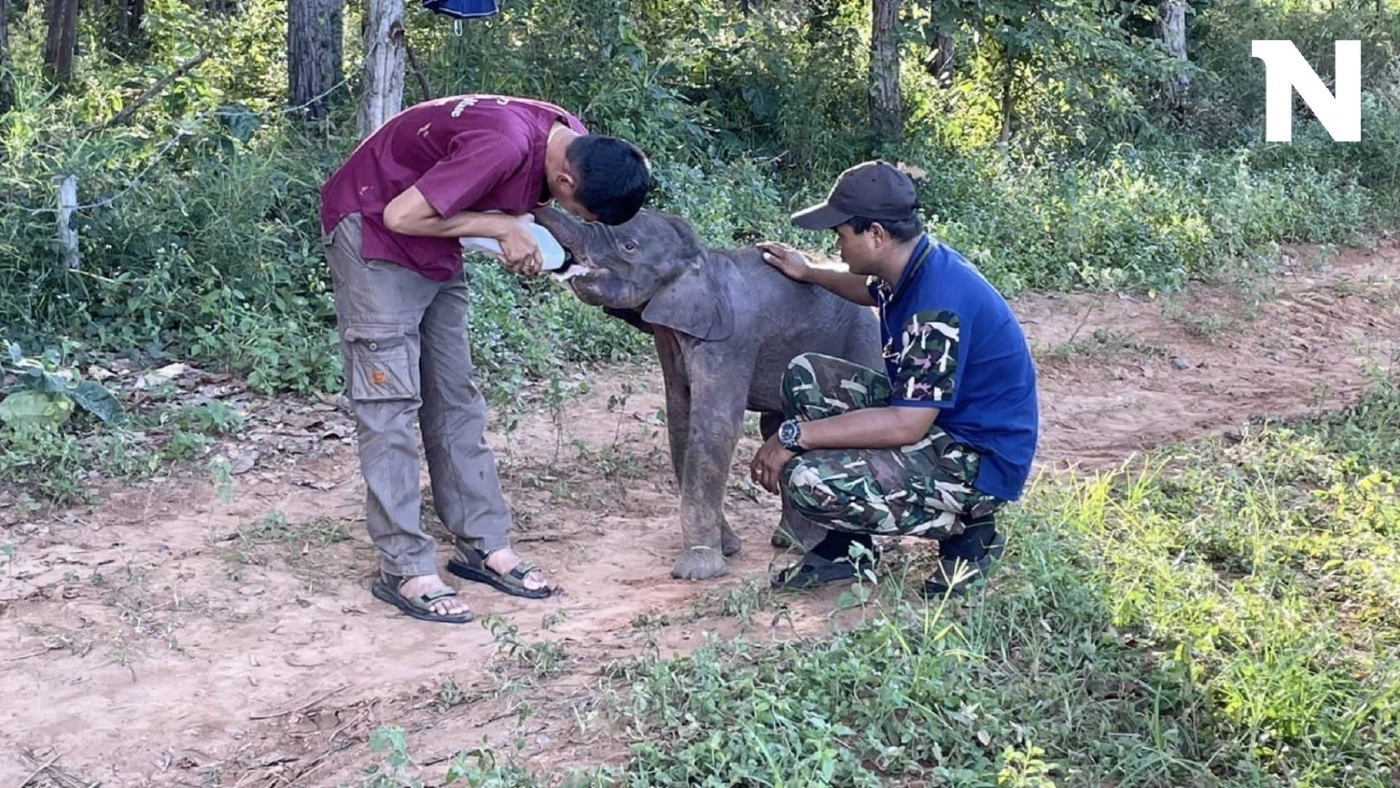 อัปเดต "ลูกช้างป่าทับลาน" เจ็บขาหลัง เตรียมย้ายไปหน่วยพิทักษ์ฯ ตลิ่งชัน อัปเดต "ลูกช้างป่าทับลาน" เจ็บขาหลัง เตรียมย้ายไปหน่วยพิทักษ์ฯ ตลิ่งชัน