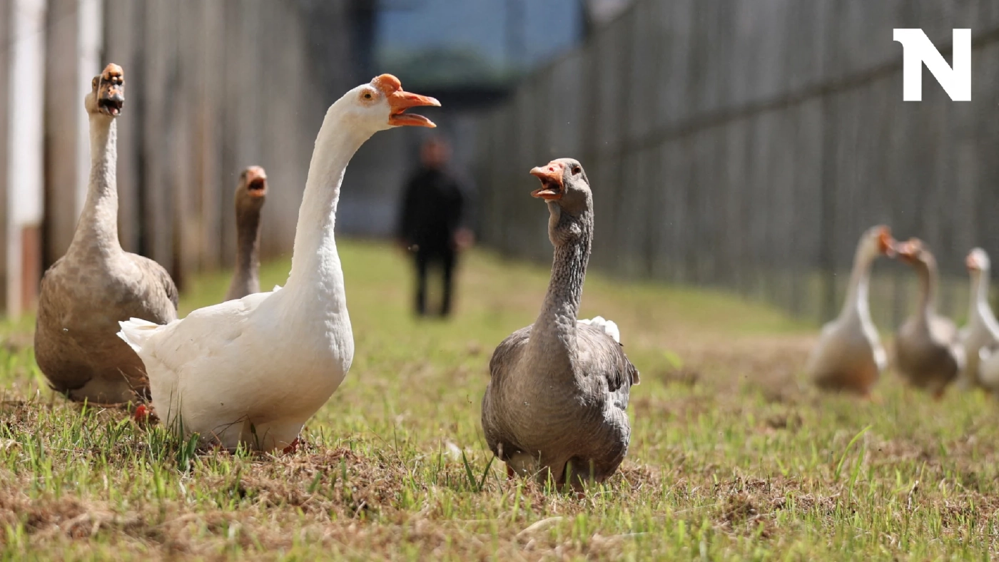 บราซิลใช้ “ห่าน” เฝ้านักโทษ ป้องกันการแหกคุก ได้ผลดีกว่าใช้สุนัข
