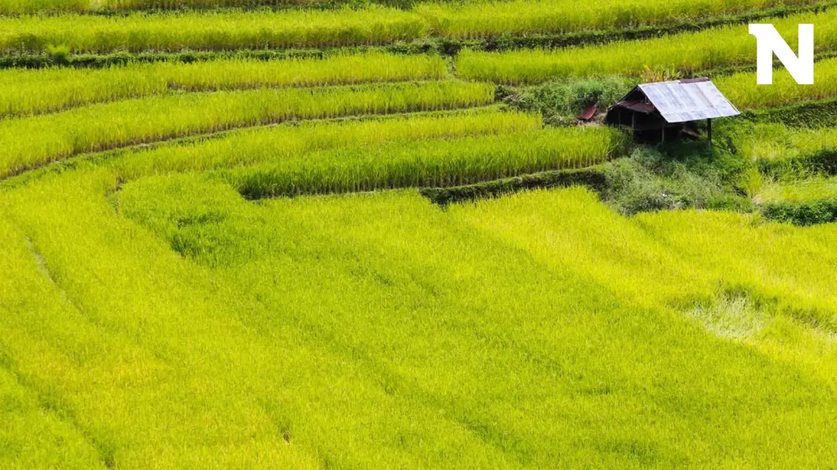 ชาวหนองบัวลำภูรอเลย 15 ธ.ค.ราชกิจจาฯประกาศเปลี่ยนส.ป.ก.เป็นโฉนด