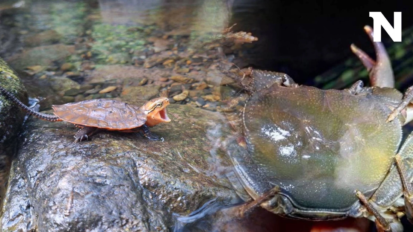 อุดมสมบูรณ์! พบ "ลูกเต่าปูลู-ปูเจ้าพ่อหลวง" สัตว์ป่าหายาก ในป่าวังโป่ง-ชนแดน