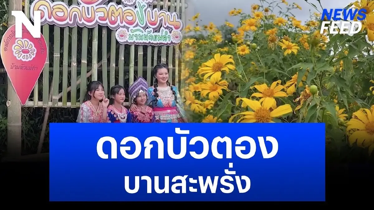 “ทุ่งดอกบัวตอง” บานสะพรั่ง “ดอยหัวแม่คำ” พร้อมรับนักท่องเที่ยว! “ทุ่งดอกบัวตอง” บานสะพรั่ง “ดอยหัวแม่คำ” พร้อมรับนักท่องเที่ยว!