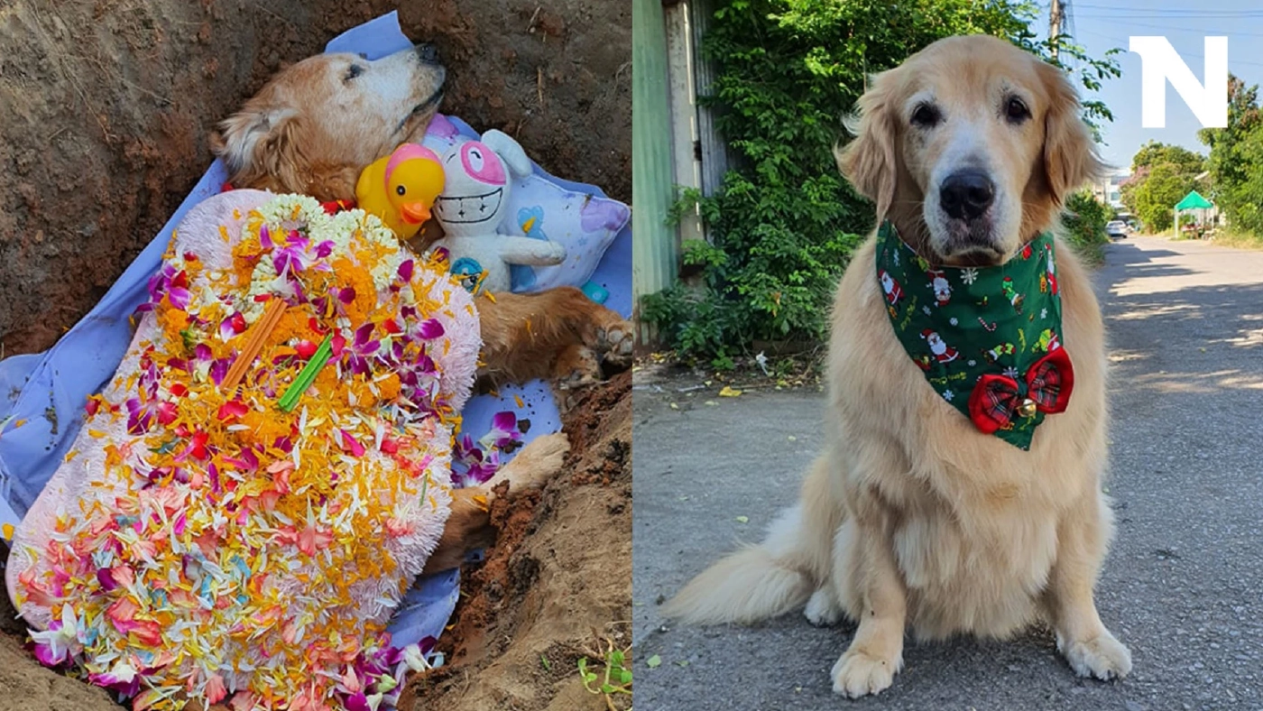 เปิดภาพสุดท้าย "มะขวิด" ขอบคุณทุกคำอำลา "แม้ตอบไม่ได้ แต่รับรู้ถึงความรัก"
