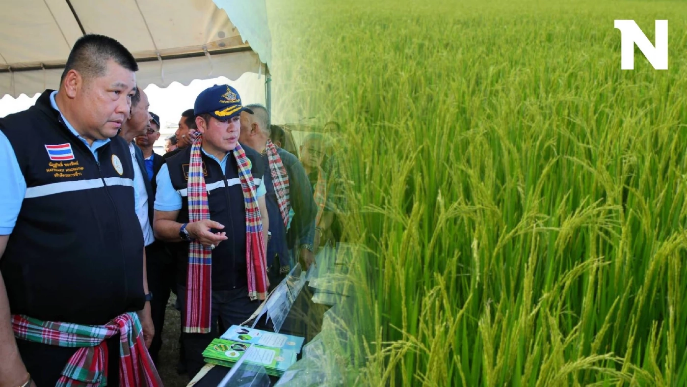 ข้าวไทยไม่แพ้ใคร "กรมการข้าว" เตรียมประกาศรับรอง 8 สายพันธุ์ ที่ตลาดต้องการ
