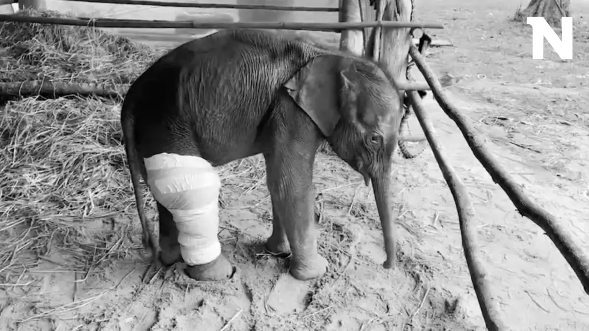 สุดเศร้า "น้องเดือน" ลูกช้างป่าพลัดหลงทับลาน เสียชีวิตแล้ว สุดเศร้า "น้องเดือน" ลูกช้างป่าพลัดหลงทับลาน เสียชีวิตแล้ว