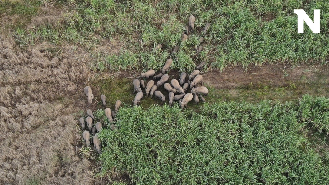 ช้างป่ากว่า 100 ตัว ออกหากินในไร่อ้อยชาวบ้าน แถมติดใจ ไล่ก็ไม่กลับถิ่น