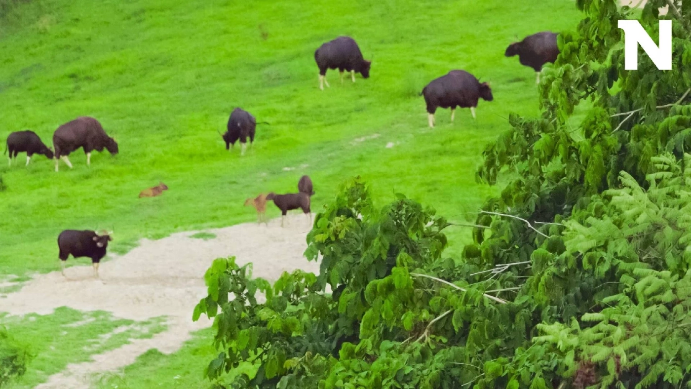 นทท.แห่รับลมหนาว ส่องดูฝูงกระทิงเขาแผงม้า ที่วังน้ำเขียวกันคึกคัก