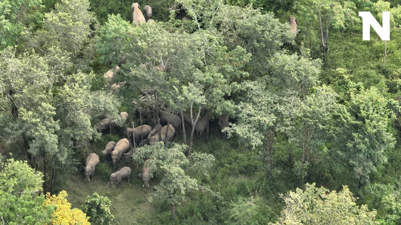 เร่งผลักดันช้างป่าทับลาน รวมโขลงกว่า 60 ตัว บุกไร่ชาวบ้านครบุรีโคราช