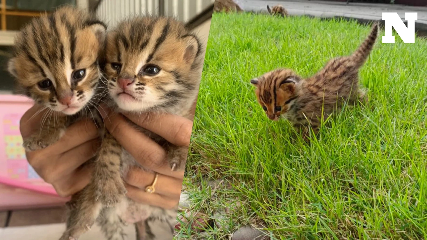 เจ้าหน้าที่ช่วย "ลูกแมวดาว" 2 ตัว พลัดหลงจากแม่ในป่าไร่อ้อย