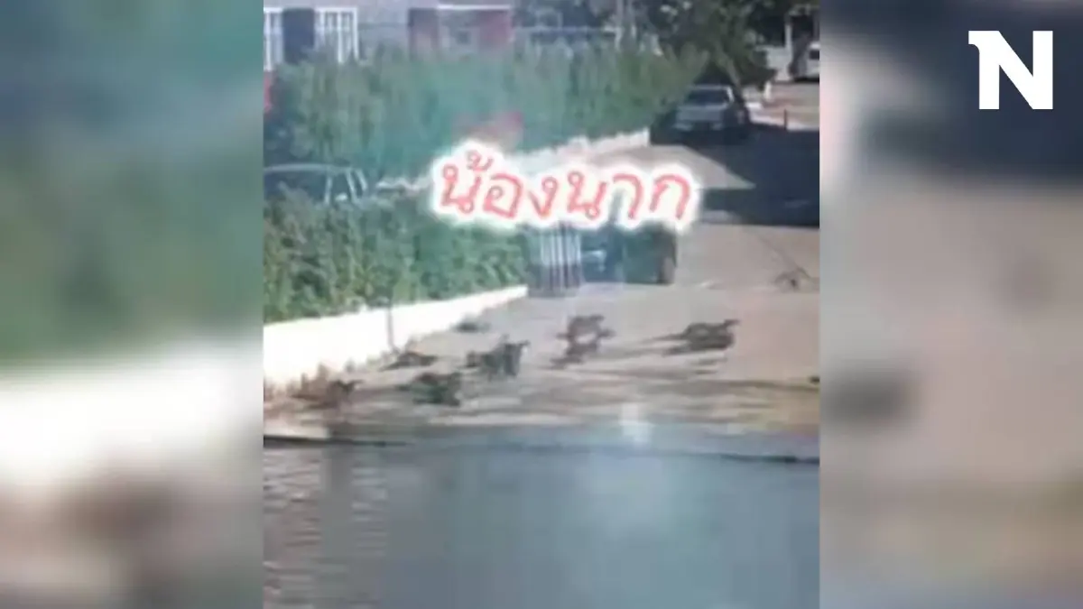 แก๊ง "น้องนาก" ยกพลขึ้นฝั่ง บุกกองบังคับการตำรวจน้ำ น่าเอ็นดูไม่ไหว แก๊ง "น้องนาก" ยกพลขึ้นฝั่ง บุกกองบังคับการตำรวจน้ำ น่าเอ็นดูไม่ไหว