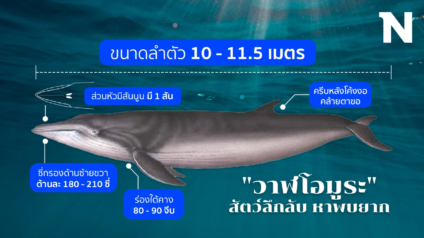 ทำความรู้จัก "วาฬโอมูระ" สัตว์สงวนหายากที่สุดในโลก