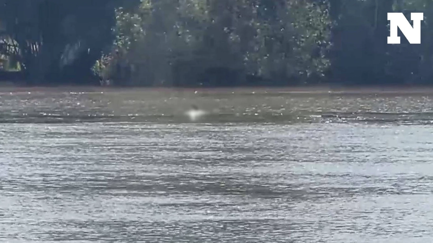 พบซากโลมาปากขวด ลอยกลางแม่น้ำบางปะกง เจ้าหน้าที่เตรียมพิสูจน์ พบซากโลมาปากขวด ลอยกลางแม่น้ำบางปะกง เจ้าหน้าที่เตรียมพิสูจน์