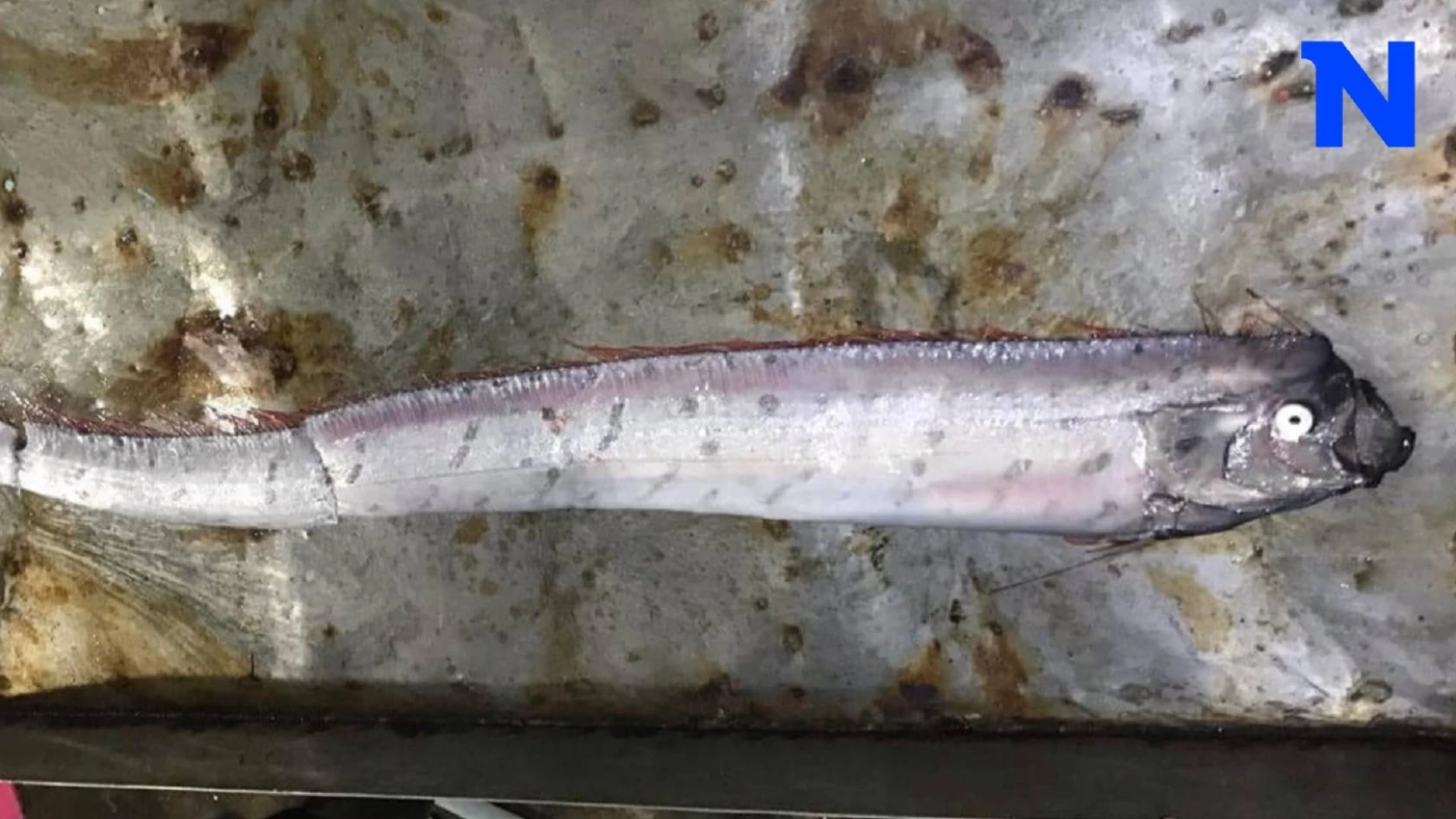 ดร.ธรณ์ ยืนยันพบ "ปลาออร์ฟิช" ที่สตูล แนะอย่าตื่นตระหนกโยง "แผ่นดินไหว"