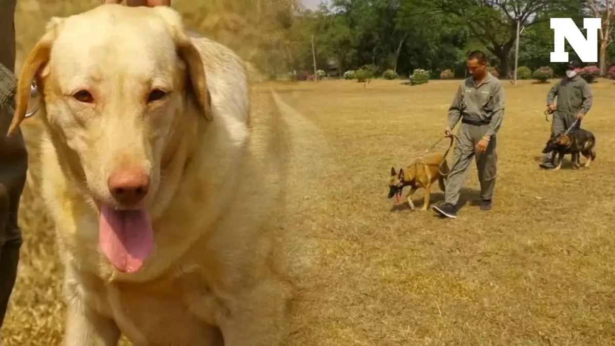 น่ารักป่ะละ! รีวิวสุนัขทหารที่เปิดประมูล และข้อควรรู้หากอยากได้