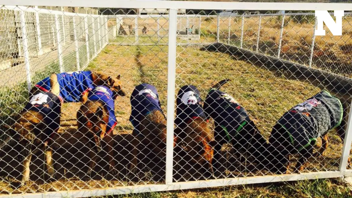 คนรัก "น้องหมา" ให้ไว เปิดประมูลสุนัขทหารสอบตก ใครไหวพุ่งตัวมา