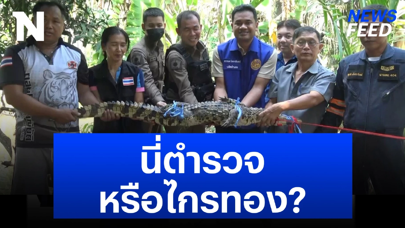 ตำรวจไทยทำได้ทุกอย่าง ล่าสุดไปจับจระเข้แล้ว! ตำรวจไทยทำได้ทุกอย่าง ล่าสุดไปจับจระเข้แล้ว!