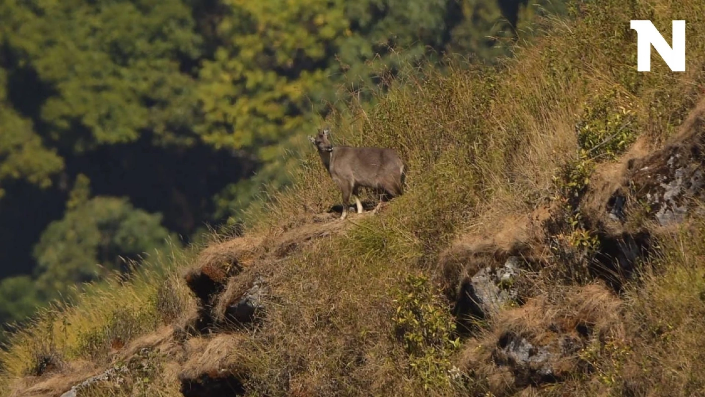 เปิดภาพ "ม้าเทวดา" สัตว์ป่าใกล้สูญพันธุ์ อวดโฉมโดดเด่น บนดอยอินทนนท์ เปิดภาพ "ม้าเทวดา" สัตว์ป่าใกล้สูญพันธุ์ อวดโฉมโดดเด่น บนดอยอินทนนท์