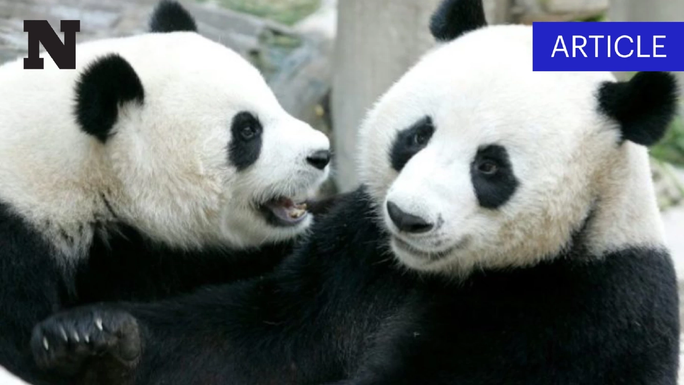 คนไทยอยากได้ไหม? "หมีแพนด้า" ในประเทศไทย อีกหนึ่งของขวัญจากนายกฯ เศรษฐา