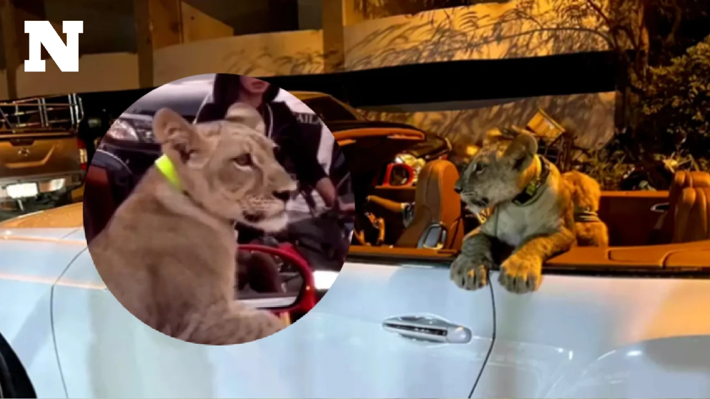 เมื่อเลี้ยงแมวธรรมดาไป เลี้ยง "สิงโต" เลยให้จบ ๆ รู้ไหมจะเลี้ยงต้องทำยังไง