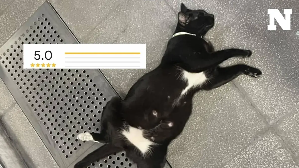 ใครเคยเจอบ้าง? "แมวดำถุงเท้าขาว" แลนด์มาร์ค MRT พหลโยธิน ที่ได้รับรีวิวถึง 5 ดาว