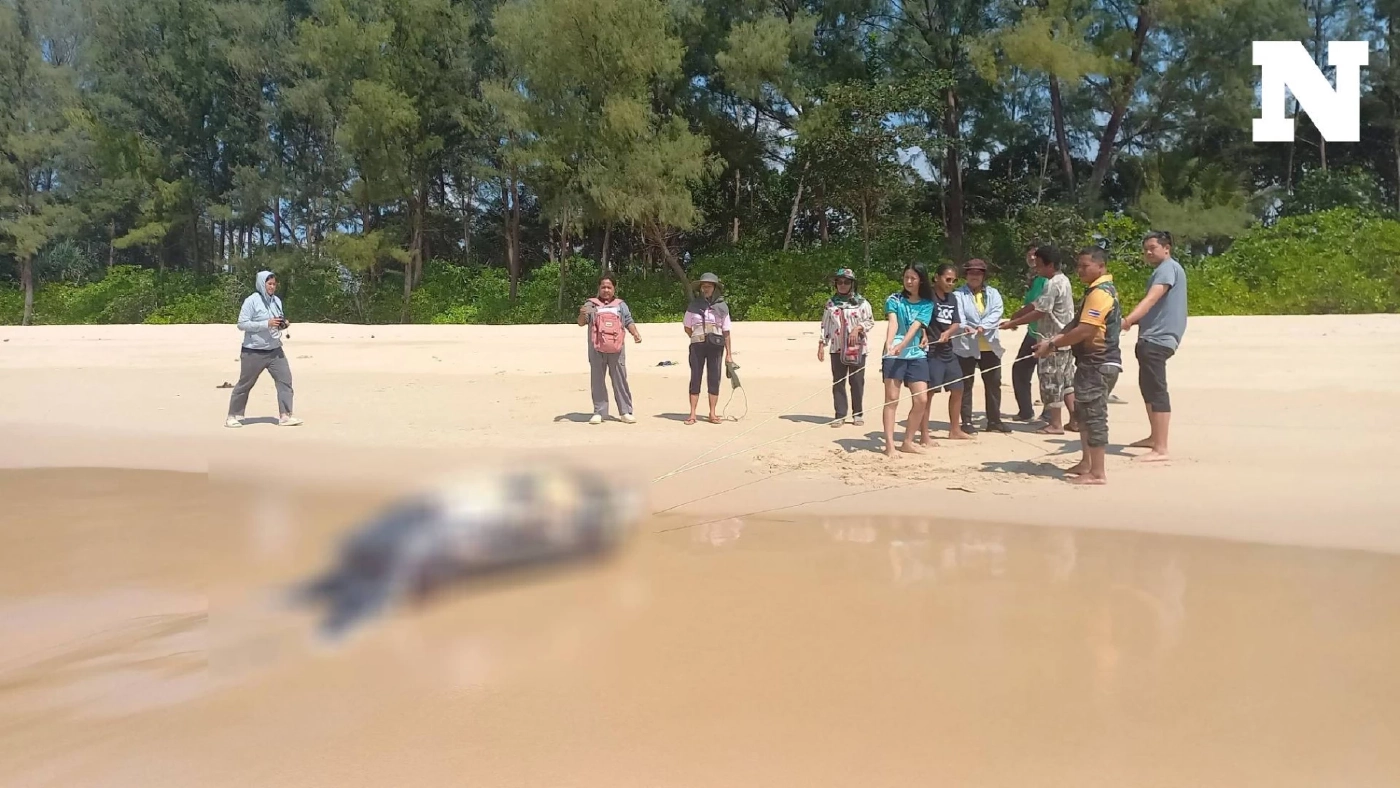 เศร้า พบซาก "แม่เต่ามะเฟือง" เกยตื้นที่หาดท้ายเหมือง เตรียมผ่าพิสูจน์หาสาเหตุ เศร้า พบซาก "แม่เต่ามะเฟือง" เกยตื้นที่หาดท้ายเหมือง เตรียมผ่าพิสูจน์หาสาเหตุ