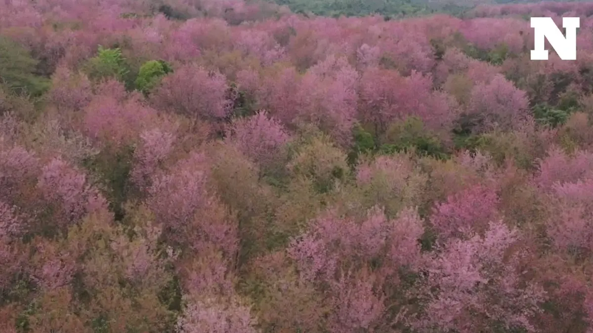 ชวนเที่ยวภูลมโล ชม "ดอกนางพญาเสือโคร่ง" บานสะพรั่ง บนหุบเขาสีชมพู ชวนเที่ยวภูลมโล ชม "ดอกนางพญาเสือโคร่ง" บานสะพรั่ง บนหุบเขาสีชมพู